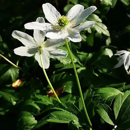 Haus Baerbel Lietzow